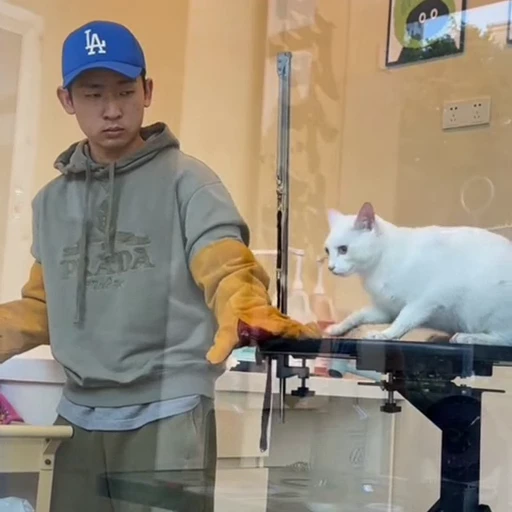 🐈 Стикер «Котаны» для Telegram
