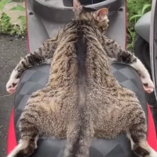 🐈‍⬛️ Стикер «Котаны» для Telegram