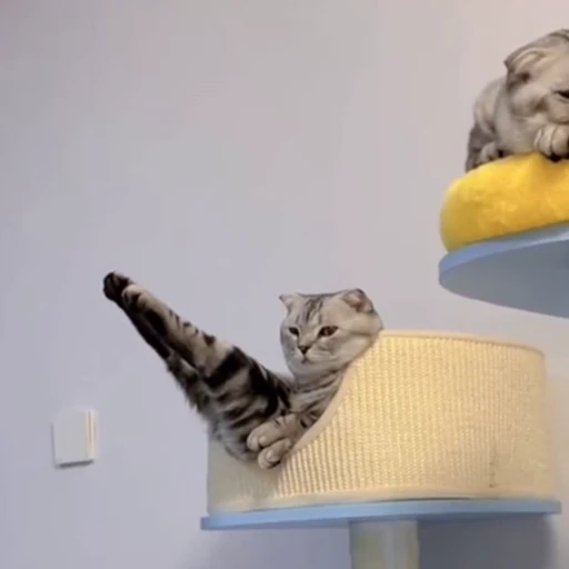 🐈 Стикер «Котаны» для Telegram