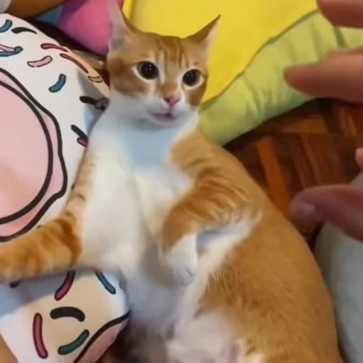 🐈 Стикер «Котаны» для Telegram