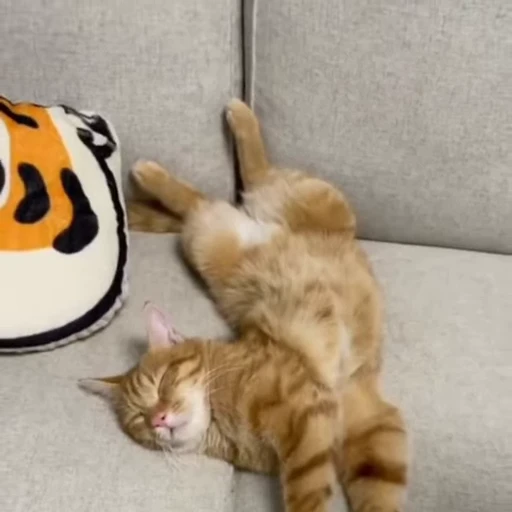 🐈‍⬛️ Стикер «Котаны» для Telegram