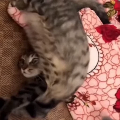 🐈 Стикер «Котаны» для Telegram