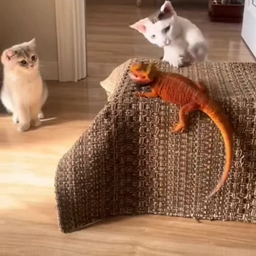 🐈 Стикер «Котаны» для Telegram
