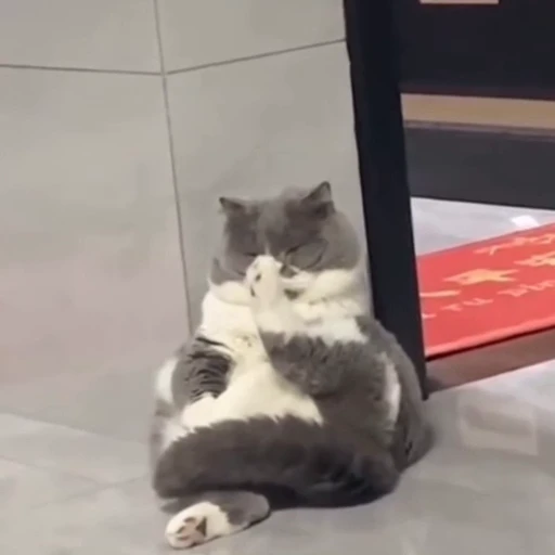 🐈 Стикер «Котаны» для Telegram
