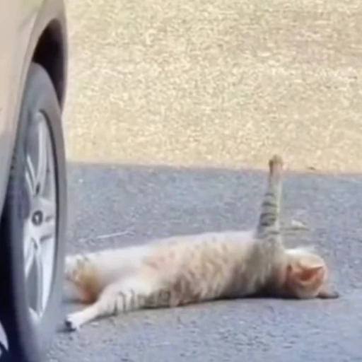 🐈 Стикер «Котаны» для Telegram