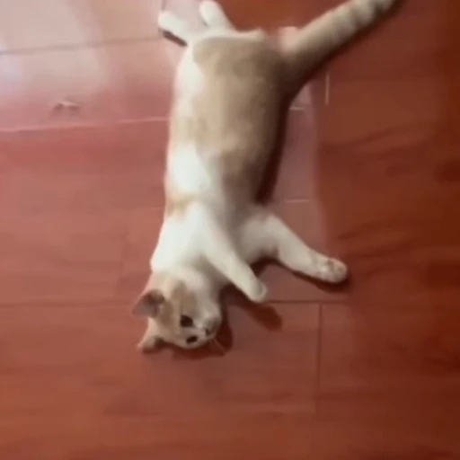 🐈 Стикер «Котаны» для Telegram