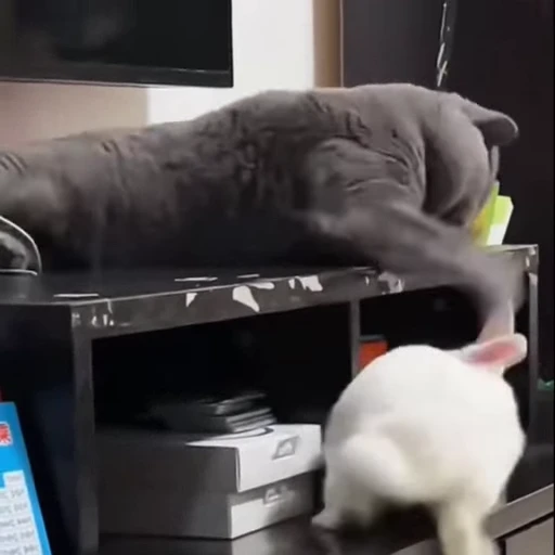 🐈‍⬛️ Стикер «Котаны» для Telegram