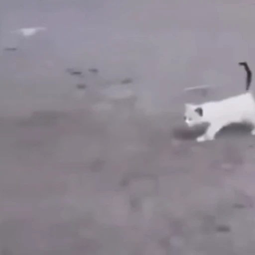 🐈 Стикер «Котаны» для Telegram
