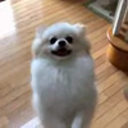🤩 Эмодзи «Шпиц» для Telegram