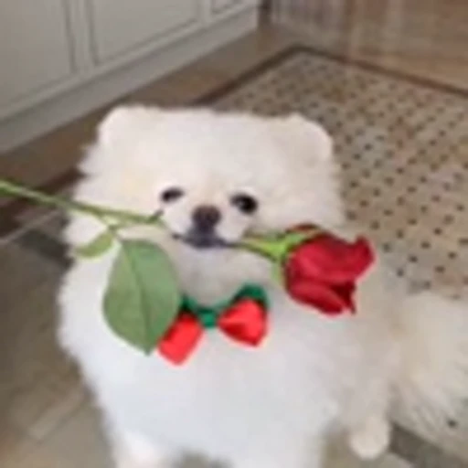 🤩 Эмодзи «Шпиц» для Telegram