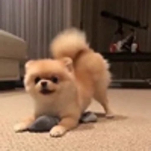 🤩 Эмодзи «Шпиц» для Telegram