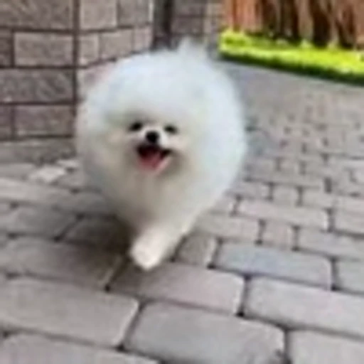 🤩 Эмодзи «Шпиц» для Telegram