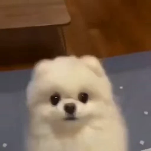 🤩 Стикер «Шпиц» для Telegram
