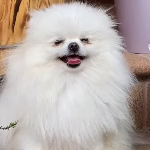 🤩 Стикер «Шпиц» для Telegram