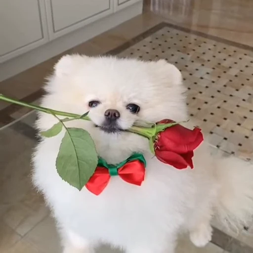 🤩 Стикер «Шпиц» для Telegram