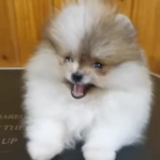 🤩 Стикер «Шпиц» для Telegram