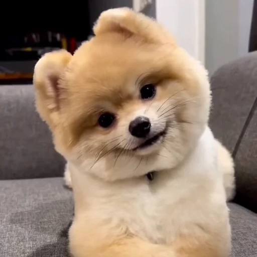 🤩 Стикер «Шпиц» для Telegram