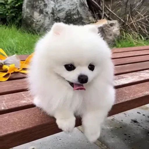 🤩 Стикер «Шпиц» для Telegram