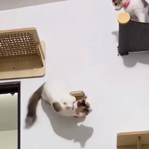 🐈 Стикер «Собачки и котики» для Telegram