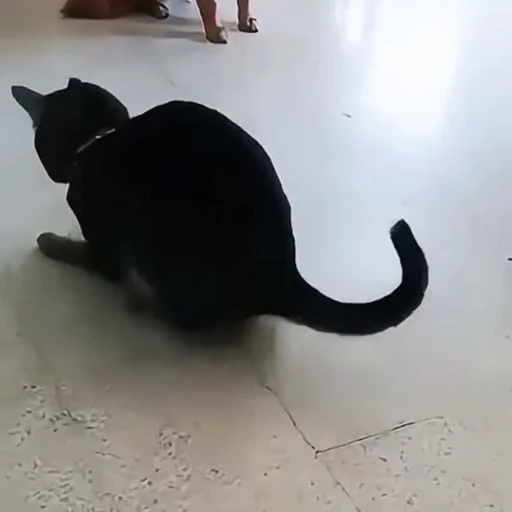 🐈 Стикер «Собачки и котики» для Telegram