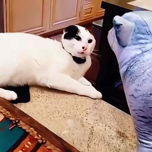 🐈 Стикер «Собачки и котики» для Telegram