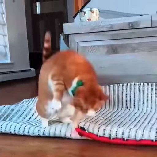 🐈 Стикер «Собачки и котики» для Telegram