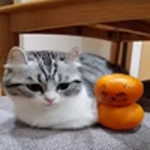 🍊 Эмодзи «Komaru» для Telegram