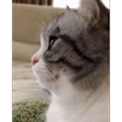 🐱 Эмодзи «Komaru» для Telegram