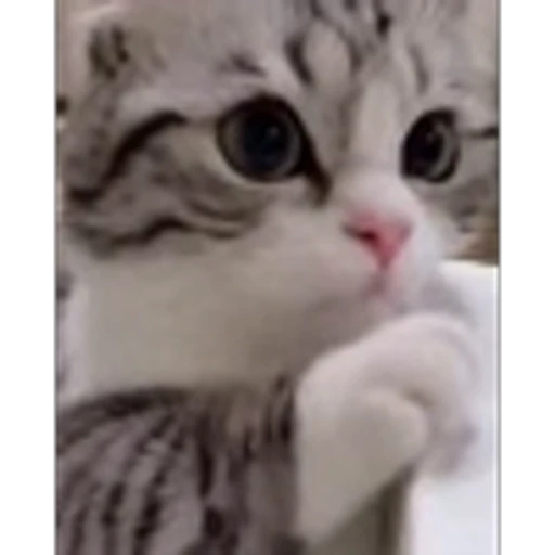 🥺 Эмодзи «Komaru» для Telegram