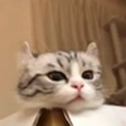 🥡 Эмодзи «Komaru» для Telegram