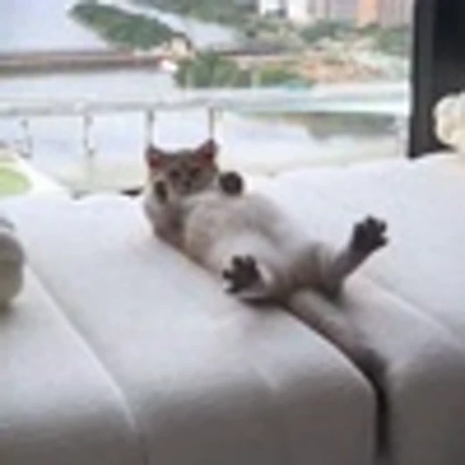 🤩 Эмодзи «Засыпающие котики» для Telegram