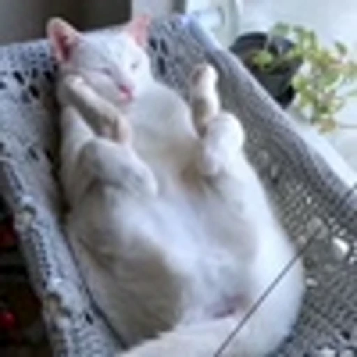 🤩 Эмодзи «Засыпающие котики» для Telegram
