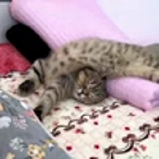 🤩 Эмодзи «Засыпающие котики» для Telegram