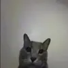 Стикер 52 nonsense