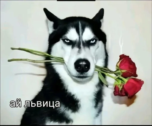 🤩 Стикер «Больше стикеров» для Telegram
