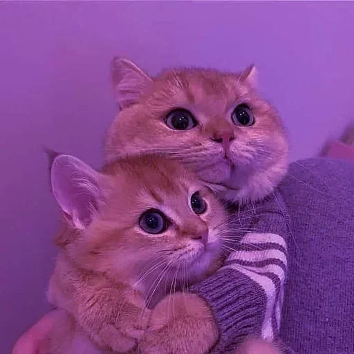 🌸 Стикер «Мяв мяв» для Telegram