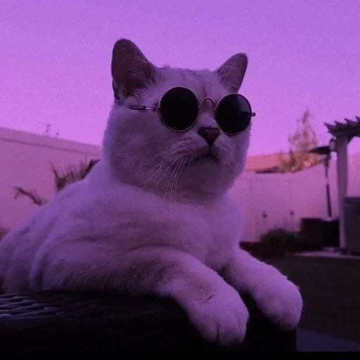 🌸 Стикер «Мяв мяв» для Telegram