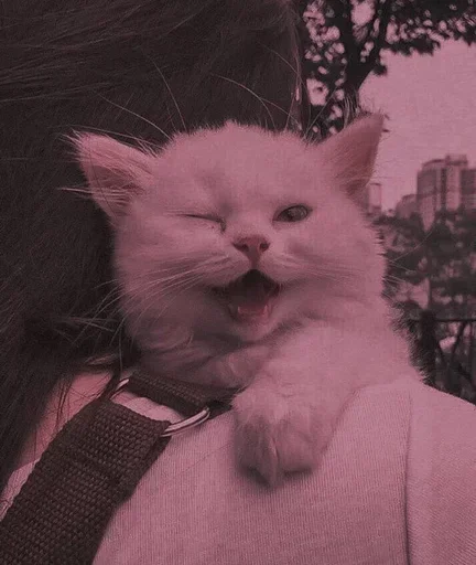 🌸 Стикер «Мяв мяв» для Telegram