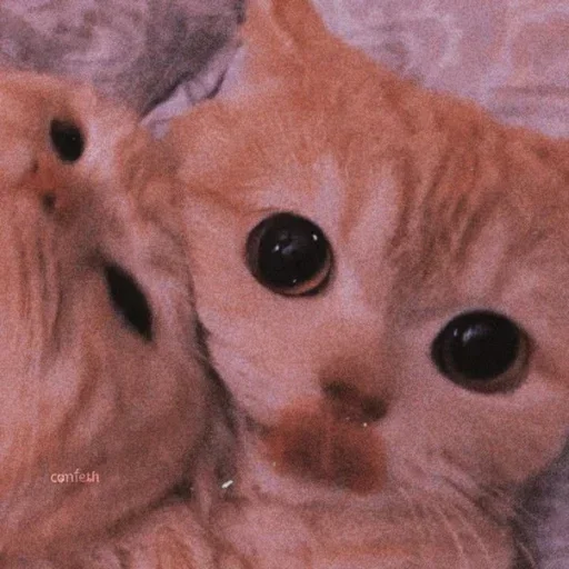🌸 Стикер «Мяв мяв» для Telegram