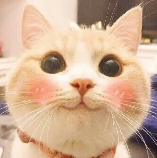 🌸 Стикер «Мяв мяв» для Telegram