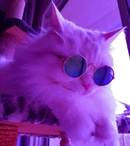 🌸 Стикер «Мяв мяв» для Telegram