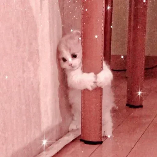 🌸 Стикер «Мяв мяв» для Telegram