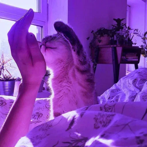 🌸 Стикер «Мяв мяв» для Telegram