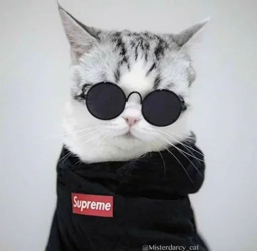 🌸 Стикер «Мяв мяв» для Telegram