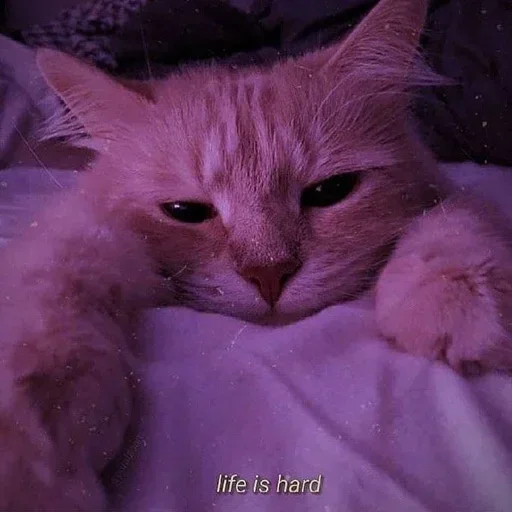 🌸 Стикер «Мяв мяв» для Telegram