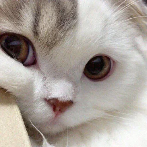 🌸 Стикер «Мяв мяв» для Telegram