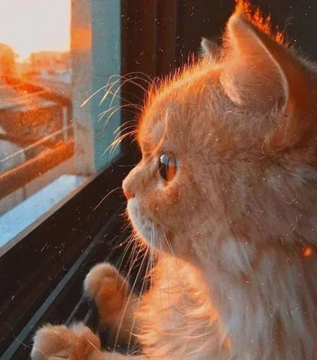 🌸 Стикер «Мяв мяв» для Telegram
