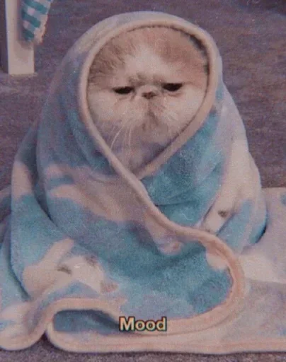 🌸 Стикер «Мяв мяв» для Telegram