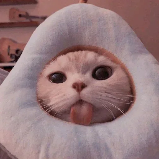 🌸 Стикер «Мяв мяв» для Telegram