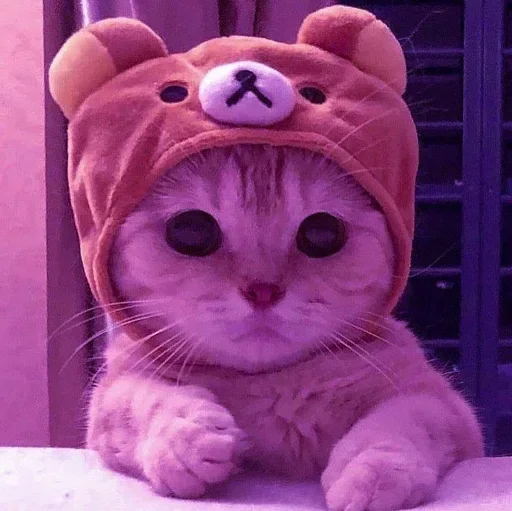 🌸 Стикер «Мяв мяв» для Telegram